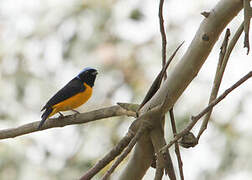 Golden-rumped Euphonia