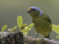 Golden-rumped Euphonia