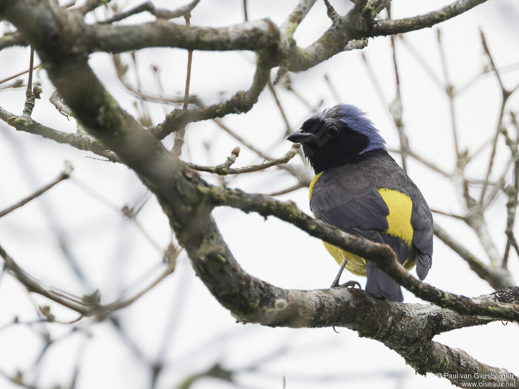 Golden-rumped Euphonia male adult