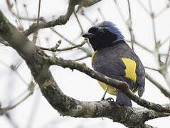 Golden-rumped Euphonia