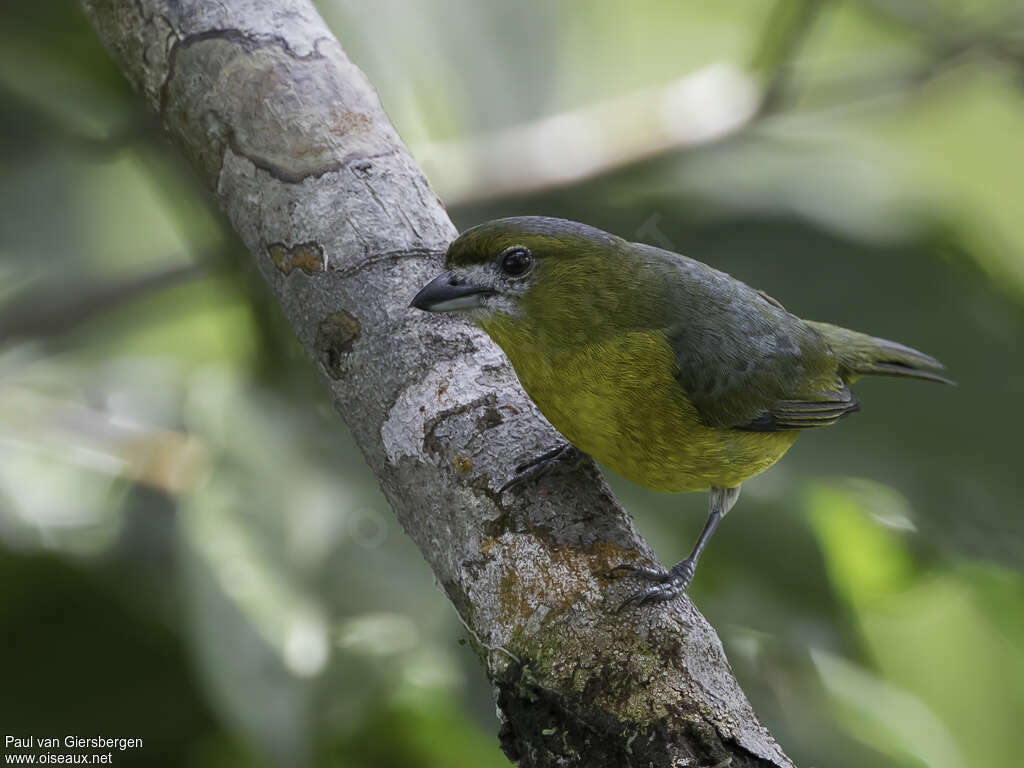 White-lored Euphonia male adult, identification