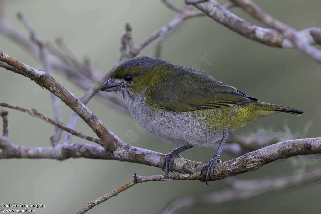 White-lored Euphonia female adult, identification