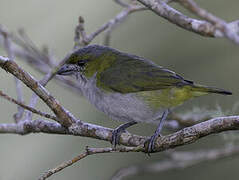 White-lored Euphonia