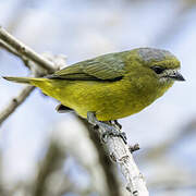 White-lored Euphonia