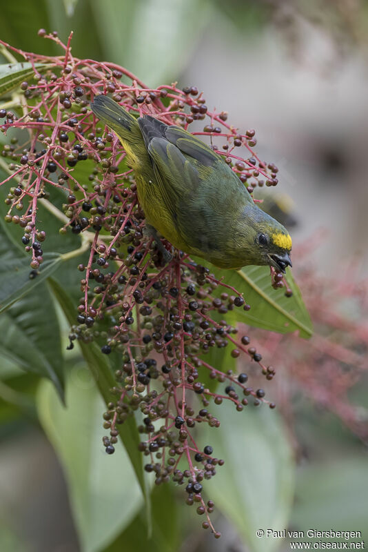 Bronze-green Euphonia male adult