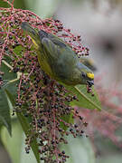 Bronze-green Euphonia