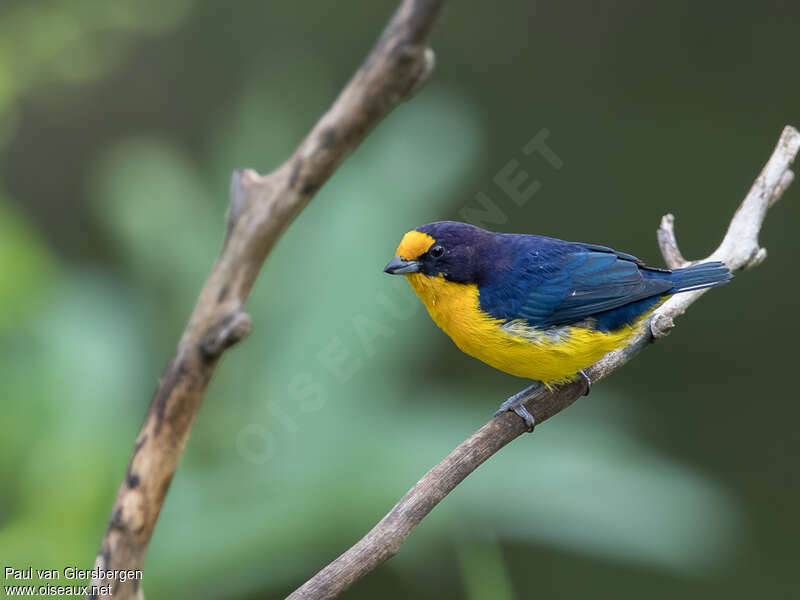 Violaceous Euphonia male adult, identification