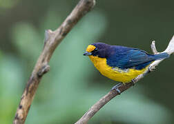 Violaceous Euphonia