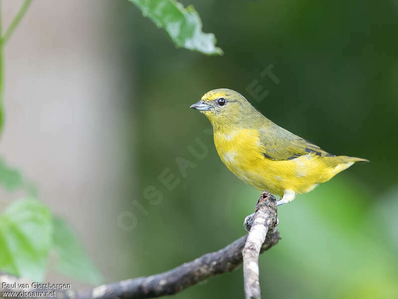 Violaceous Euphonia female adult, identification