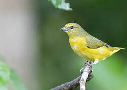 Violaceous Euphonia