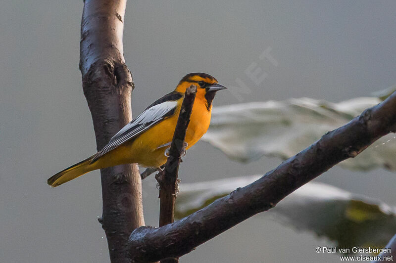 Oriole à ailes blanchesadulte