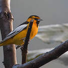 Oriole à ailes blanches