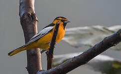 Oriole à ailes blanches