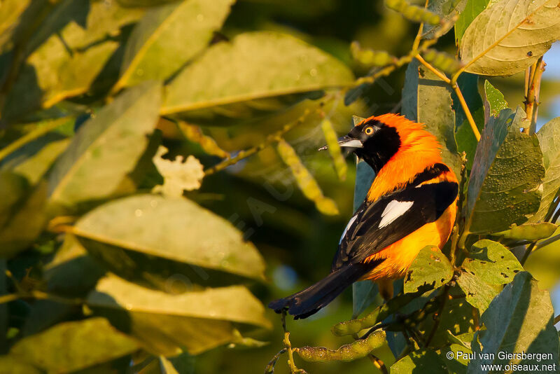 Orange-backed Troupial