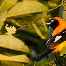 Oriole à dos orange