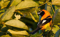 Oriole à dos orange