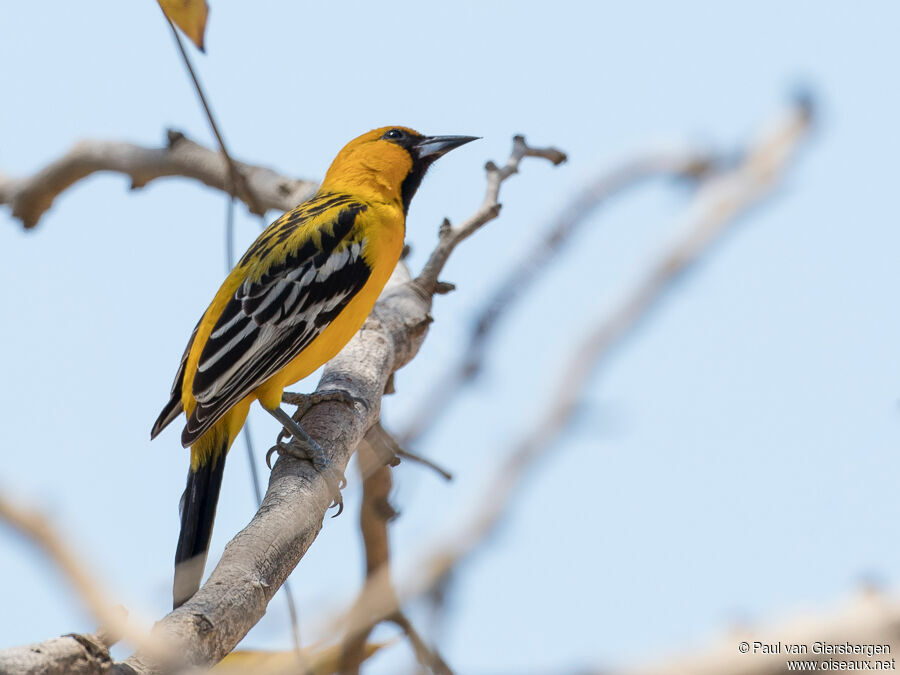 Oriole à dos rayéadulte