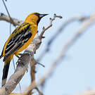 Oriole à dos rayé