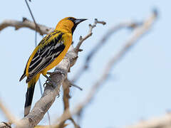 Streak-backed Oriole