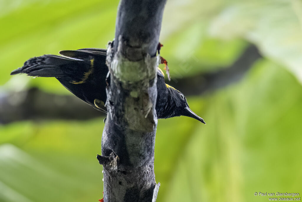 Oriole à épaulettesadulte