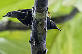 Oriole à épaulettes