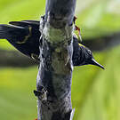 Oriole à épaulettes