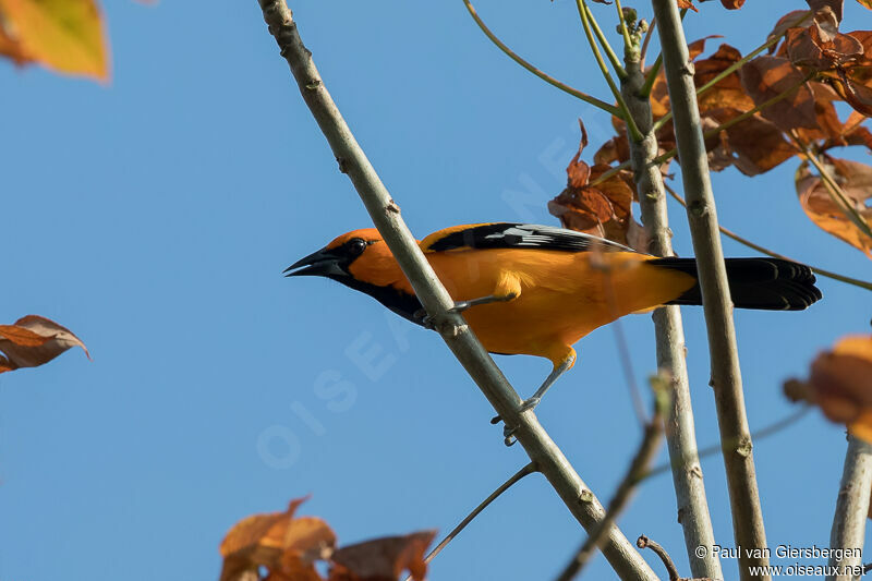 Oriole à gros bec