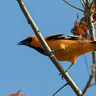 Oriole à gros bec