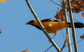 Altamira Oriole