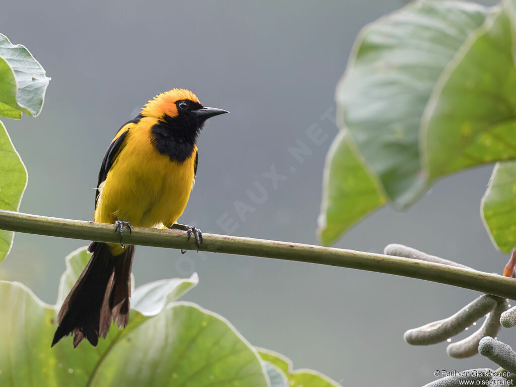 Oriole à tête d'oradulte