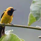 Oriole à tête d'or