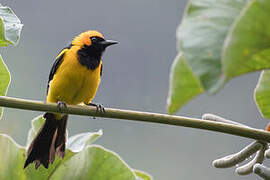 Orange-crowned Oriole