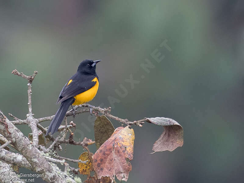 Oriole cul-noiradulte, identification