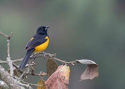 Black-vented Oriole