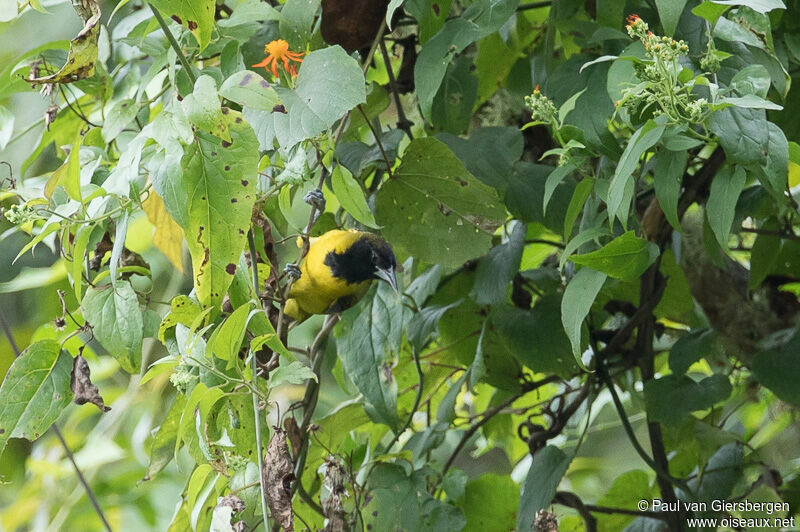 Audubon's Oriole