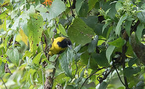 Oriole d'Audubon