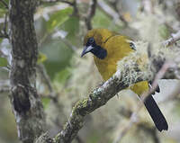 Oriole de Jamaïque