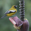 Oriole de Jamaïque