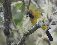 Jamaican Oriole