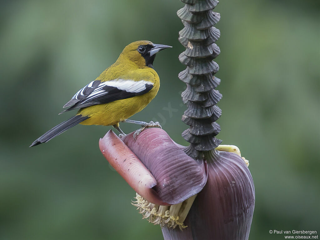 Oriole de la Jamaïqueadulte