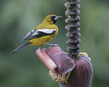 Jamaican Oriole