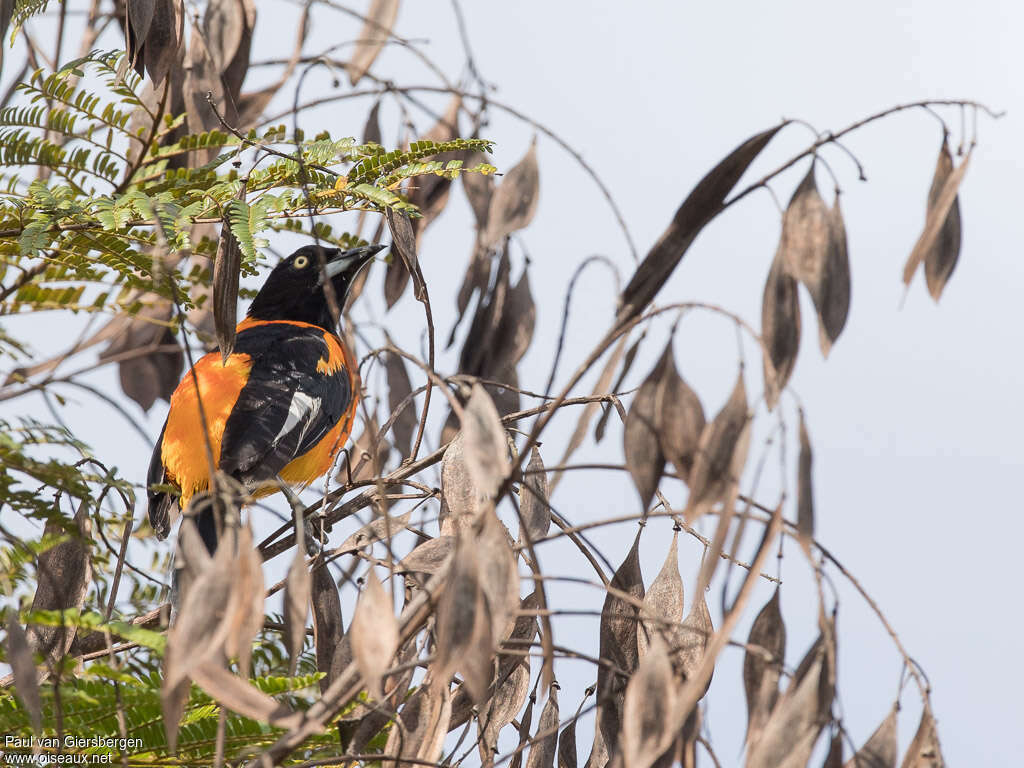 Oriole des camposadulte, habitat, pigmentation