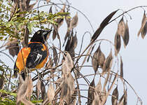 Oriole des campos