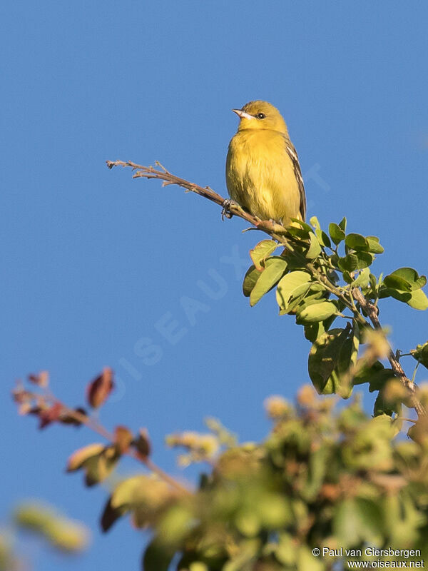 Oriole des vergers