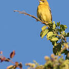 Oriole des vergers