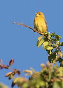 Orchard Oriole