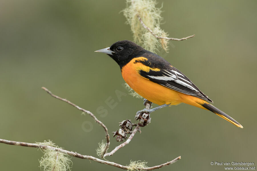 Baltimore Oriole male adult