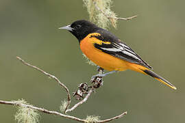 Baltimore Oriole