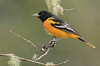 Oriole du Nord