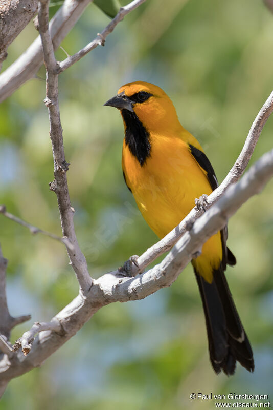 Oriole jauneadulte